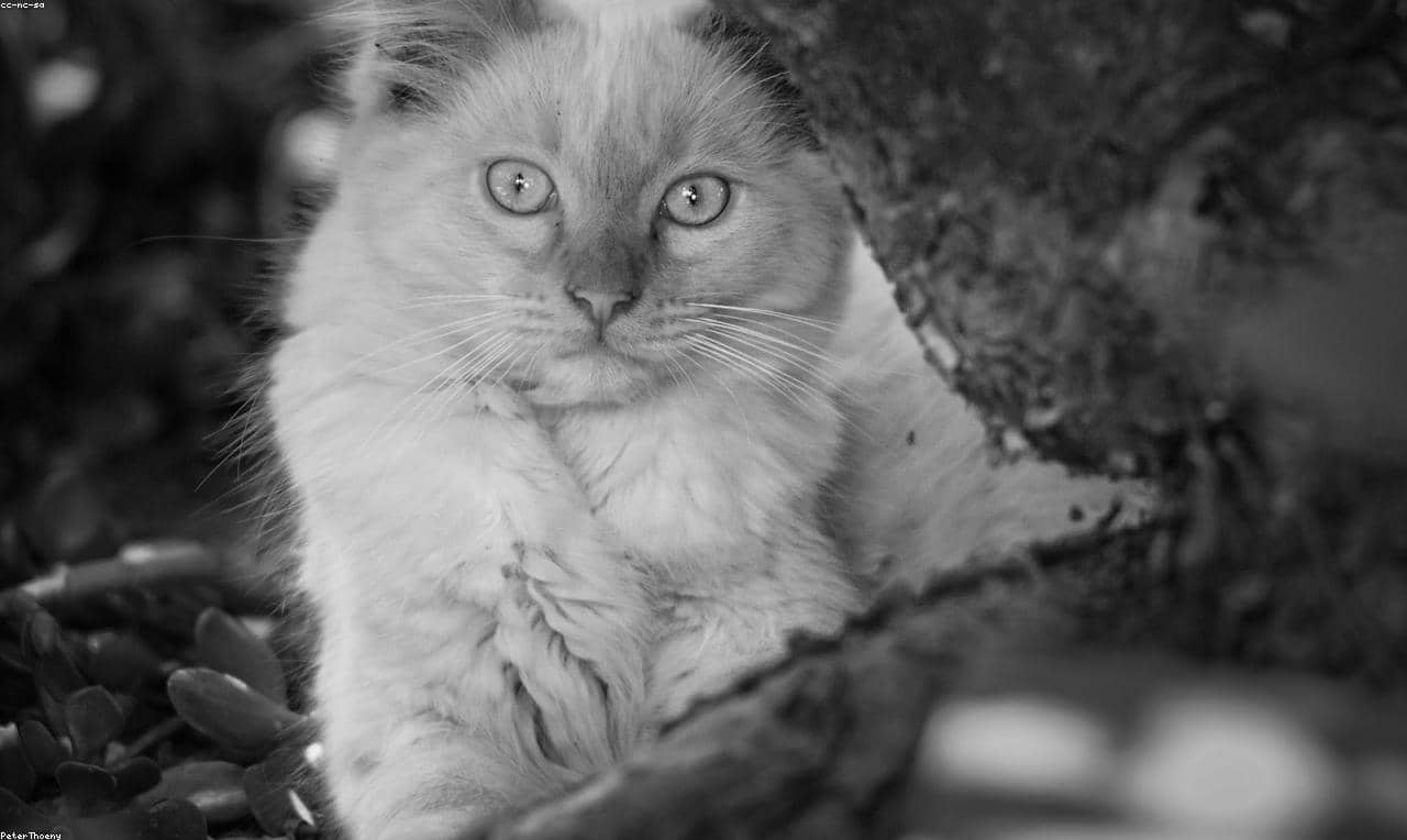 Test Random for CI